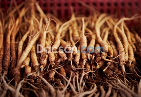 CHIA SẺ BÍ QUYẾT NGÂM RƯỢU SÂM DÂY KON TUM ĐẠT CHUẨN 100%