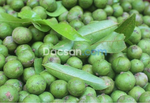 Cách bảo quản sấu tươi Hà Nội tốt nhất!