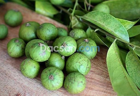 Cách chọn sấu tươi Hà Nội ngon nhất