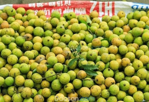 Quả sấu Hà Nội và những cách chế biến hấp dẫn nhất