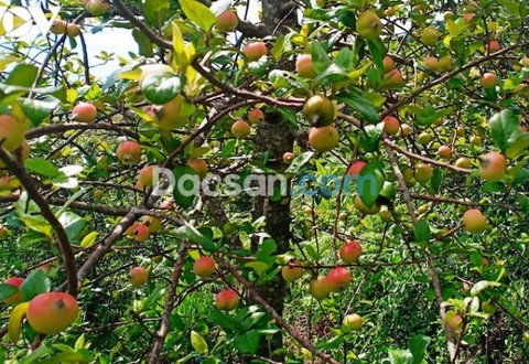 TÁO MÈO CHỮA XƠ VỮA ĐỘNG MẠCH, NHỒI MÁU CƠ TIM, HUYẾT ÁP CAO