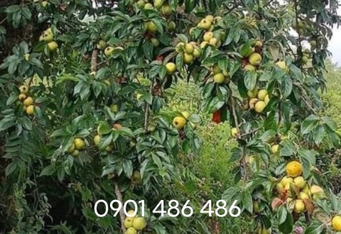 Táo mèo - Đặc sản mang hương vị núi rừng Tây Bắc