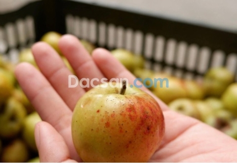 TÁO MÈO TÂY BẮC – CHĂM SÓC SỨC KHỎE TOÀN DIỆN CHO GIA ĐÌNH BẠN