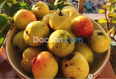 CHỮA BỆNH GAN NHIỄM MỠ BẰNG TÁO MÈO