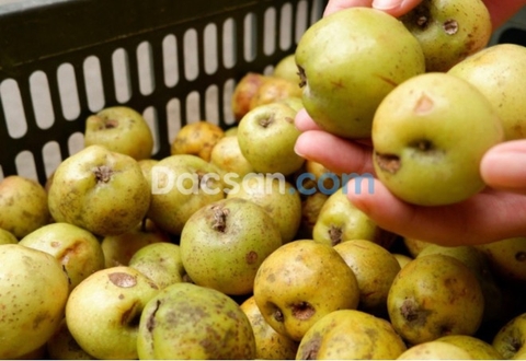 Mẹo hay phân biệt táo mèo Tây Bắc và táo mèo Trung Quốc