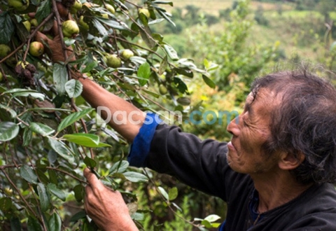 Lên Tây Bắc thưởng thức táo mèo - đặc sản nổi tiếng của núi rừng hùng vĩ