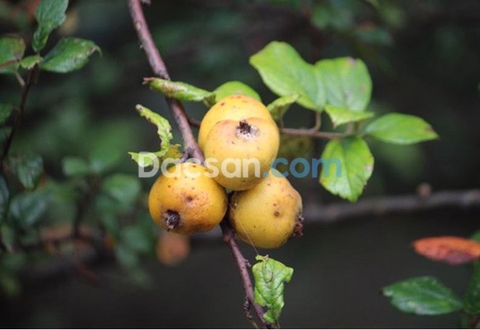 Kể bạn nghe vị thanh ngọt trong câu chuyện của quả táo mèo