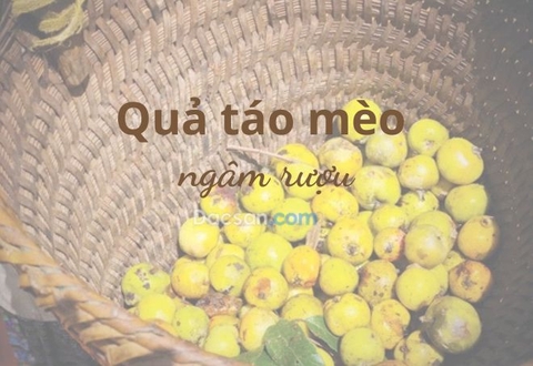 Táo mèo ngâm rượu – Thức uống ngọt thơm, hương vị lôi cuốn
