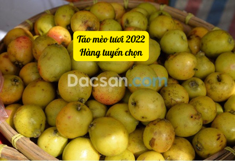 Quả táo mèo tươi ăn như thế nào?