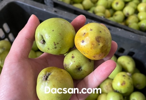 Bỏ sỉ và lẻ quả táo mèo tươi ngâm rượu tại Sài Gòn