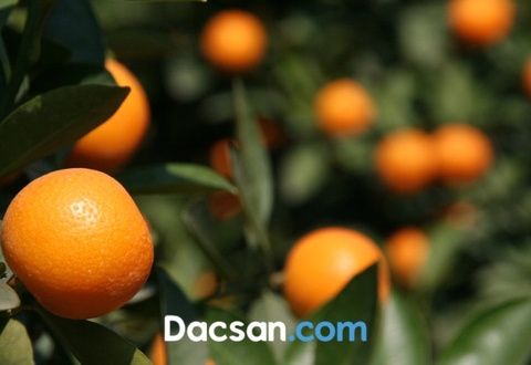 Tết Nguyên Đán là gì? Nguồn gốc, ý nghĩa của Tết Nguyên Đán
