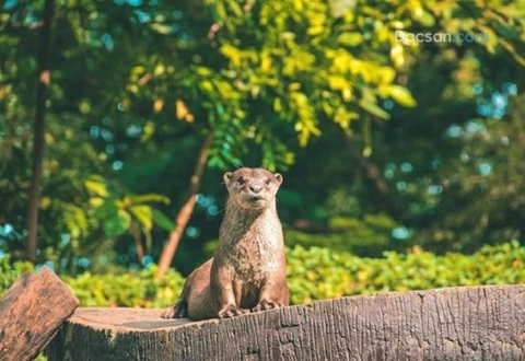 Thảo Cầm Viên Sài Gòn 2023 có gì mới?