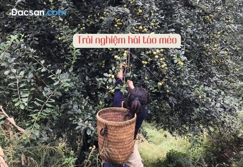 Khám phá trải nghiệm hái táo mèo tại Mù Cang Chải (2024)