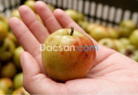 Cách chọn táo mèo ngâm rượu
