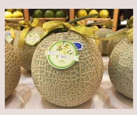 Dưa Lưới Nhật Fuji Melon- Musk Melon