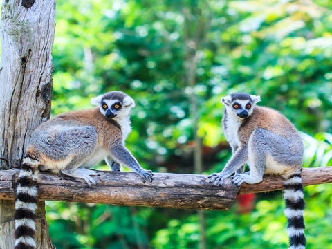 TOUR ĐẶC BIỆT: DU NGOẠN NAM PHI - MADAGASCAR- 17N16Đ - 2022