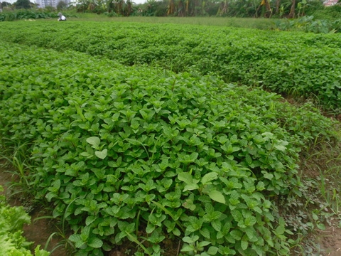 làm giàu từ chưng cất tinh dầu húng quế