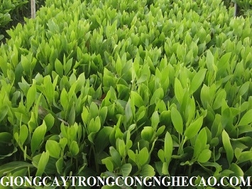 GIỐNG CÂY KEO TAI TƯỢNG