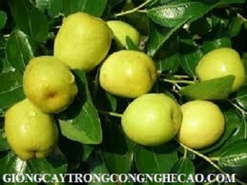 GIỐNG TÁO ĐÀO VÀNG