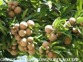 GIỐNG HỒNG XIÊM XUÂN ĐỈNH