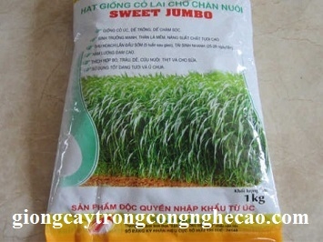 GIỐNG CỎ SWEET JUMBO