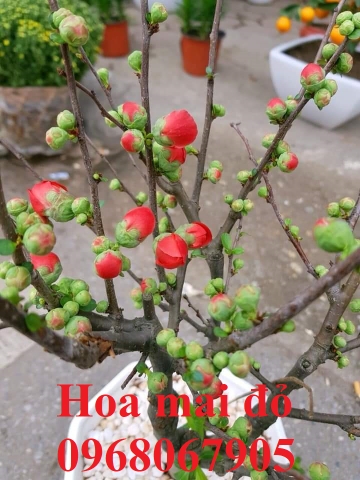 HOA MAI ĐỎ