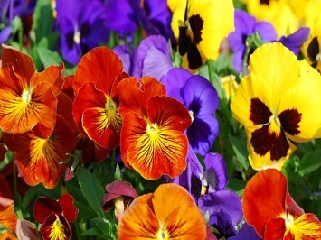 Hoa pansy mix