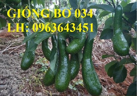 GIỐNG BƠ 034