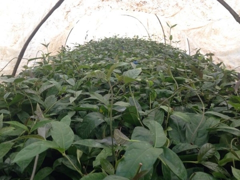 GIỐNG CÂY BA KÍCH NUÔI CẤY MÔ