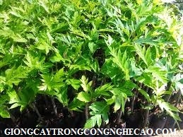 GIỐNG CÂY SAKÊ