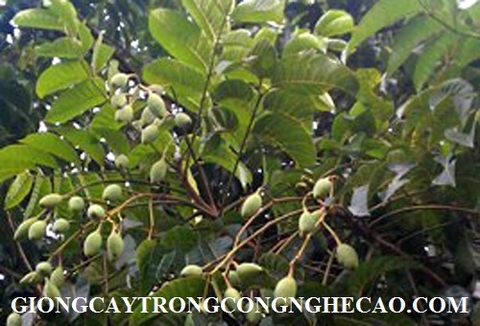 GIỐNG CÂY TRÁM TRẮNG