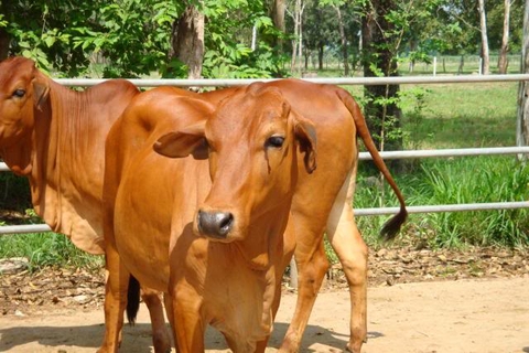 GIỐNG BÒ LAI SIND