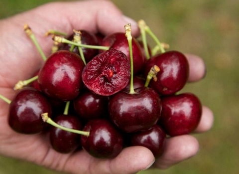 GIỐNG CÂY CHERRY