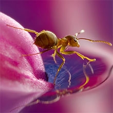 100 Most Beautiful Macro Photography examples for your inspiration