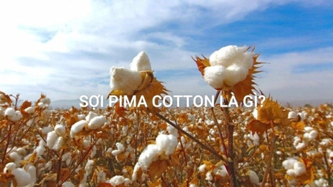 Áo sơ mi sợi Pima Cotton có gì đặc biệt?