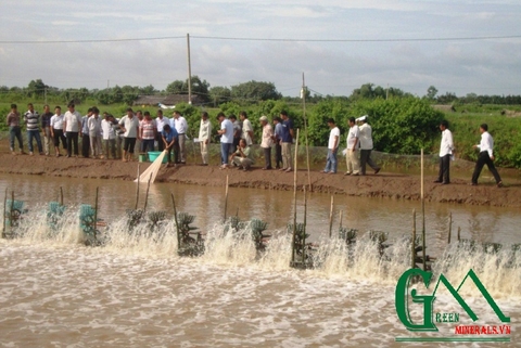 Nuôi tôm sú kết hợp cá rô phi - mô hình đầy triển vọng tại Trà Vinh