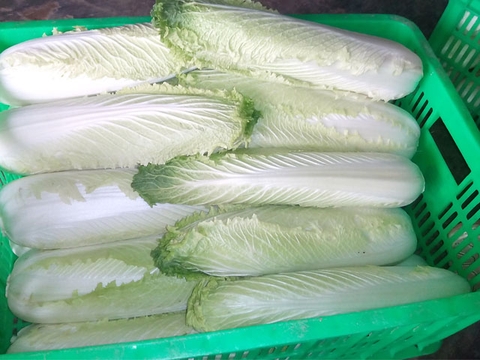 Cải Thảo Hỏa Tiễn