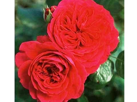 Red Leonardo Da Vinci Rose