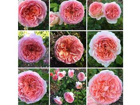 Abraham Darby rose