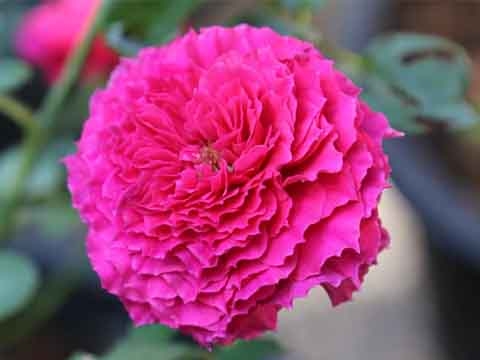 Ramukan Rose