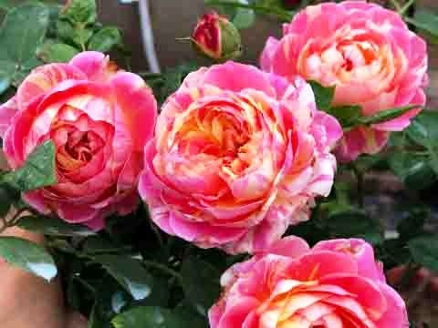 Claude Monet rose
