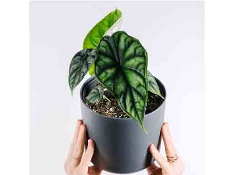Cây Môn Rồng Xanh - Alocasia watsoniana Vĩ 112 cây
