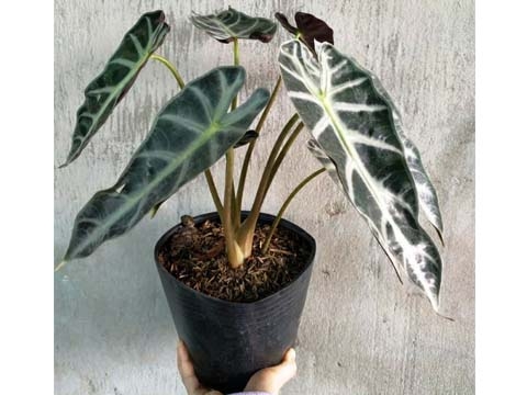 Cây Môn Quan Âm Lá Lớn - Alocasia watsoniana