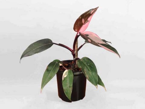 Cây Công Chúa Hồng - Philodendron Pink Princess