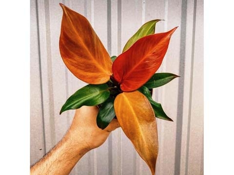 Cây Trầu Bà Đế Vương Cam - Philodendron Imperial Orange
