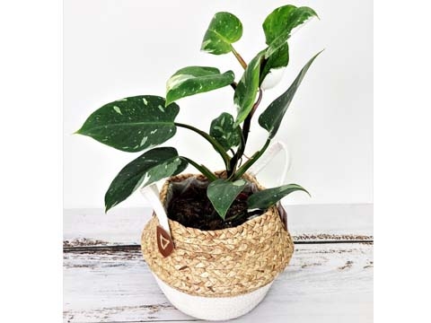 Cây Trầu Bà Đế Vương Trắng - Cây Philodendron ‘White Princess’