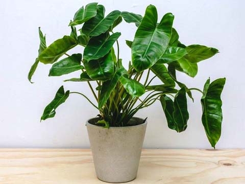 Cây Trầu Bà Lá Tim Đột Biến - Philodendron Burle Marx Variegated