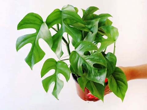 Cây Trầu Bà Lá Xẻ Nhỏ - Cây Monstera Mini Rhaphidophora Tetrasperma