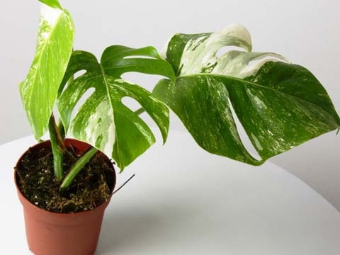 Cây Trầu Bà Lỗ Đột Biến - Cây Monstera-Adansonii-Variegata