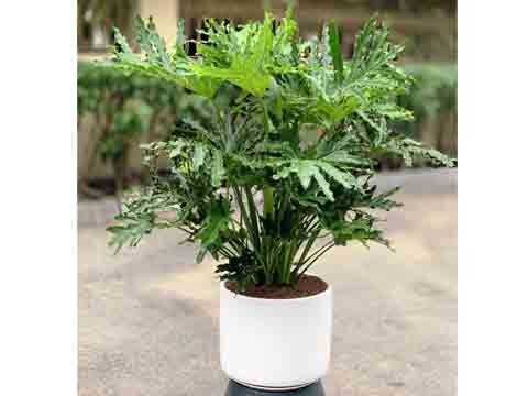 Cây Trầu Bà Thanh Xuân Vĩ 112 Cây